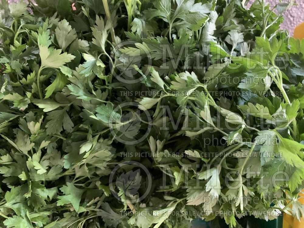 Petroselinum crispum var. neapolitanum (Italian parsley herb) 3