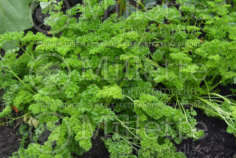 Petroselinum crispum (Curly parsley herb vegetable - persil) 1 