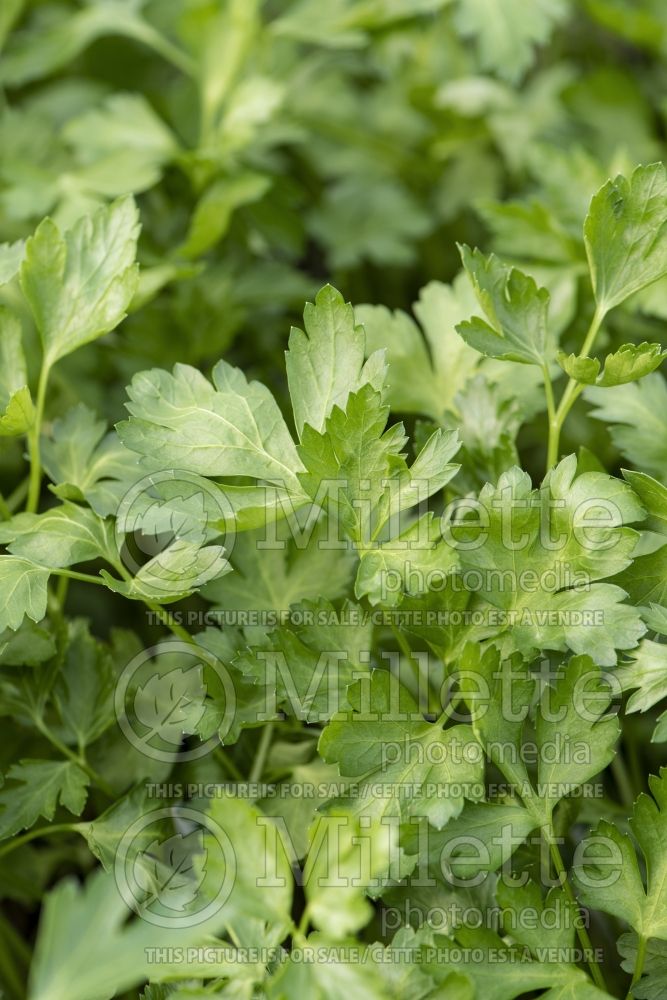 Petroselinum crispum var. neapolitanum (Italian parsley herb) 8
