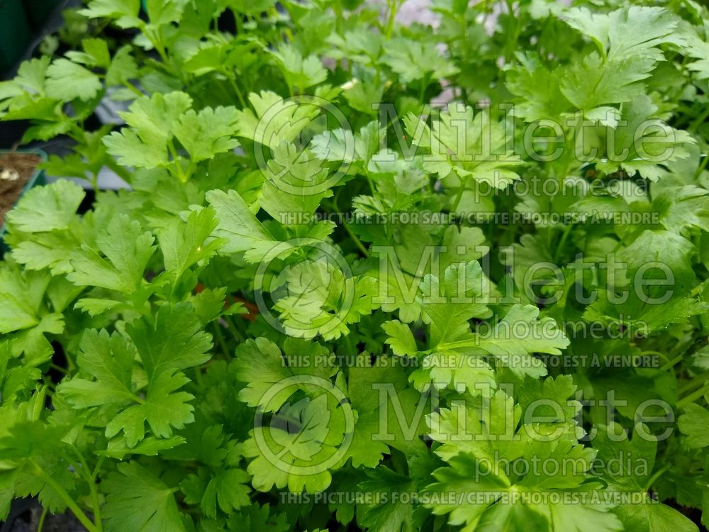 Petroselinum crispum var. neapolitanum (Italian parsley herb) 9