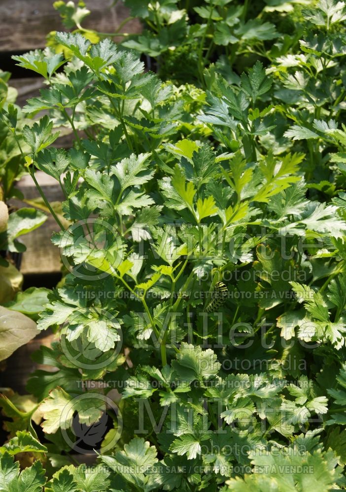 Petroselinum crispum var. neapolitanum (Italian parsley herb) 4