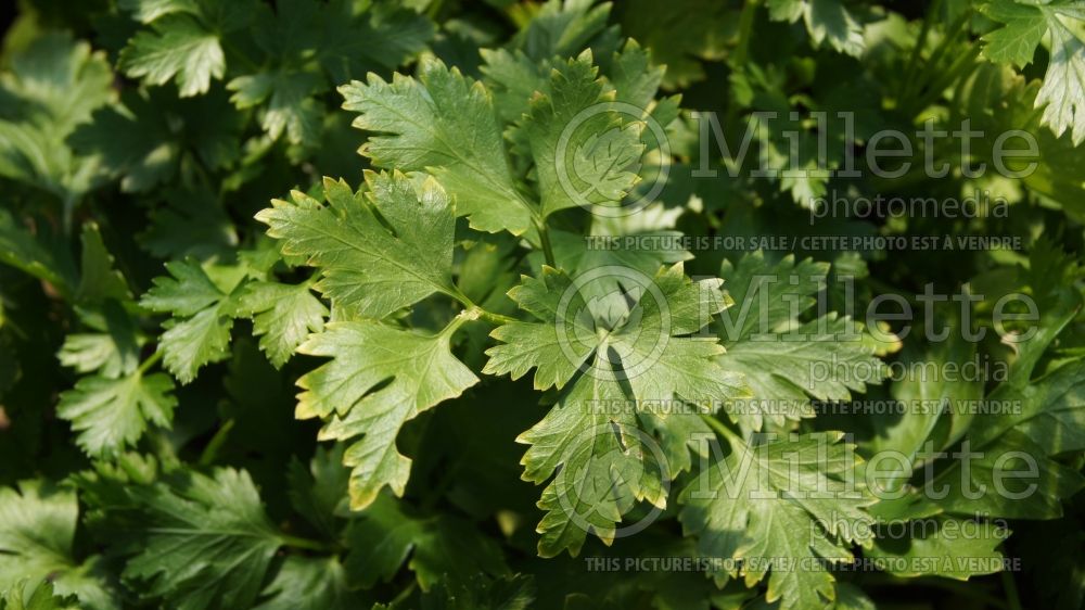 Petroselinum crispum var. neapolitanum (Italian parsley herb) 5