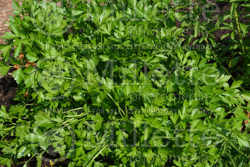 Petroselinum crispum var. neapolitanum (Italian parsley herb) 2