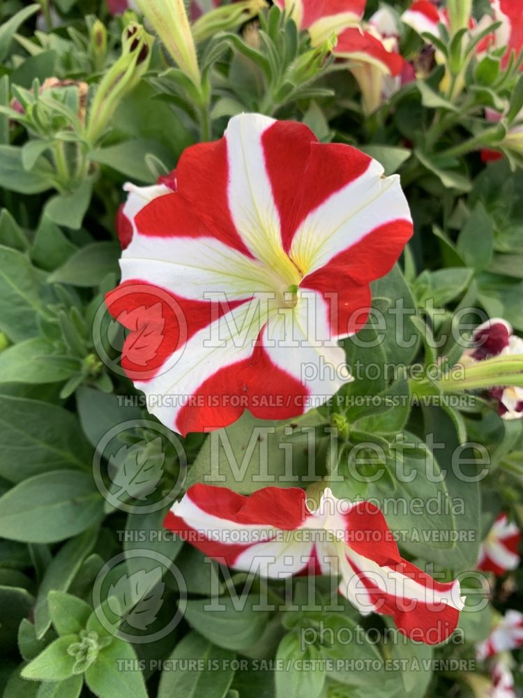 Petunia Amore King of Hearts (Petunia) 1