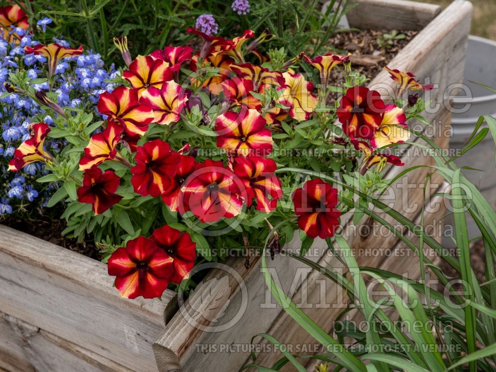 Petunia Crazytunia Tiki Torch (Petunia) 1