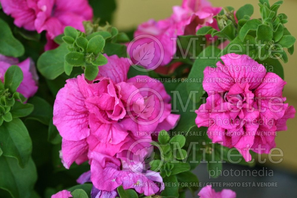 Petunia Double Cascade Pink (Petunia) 1