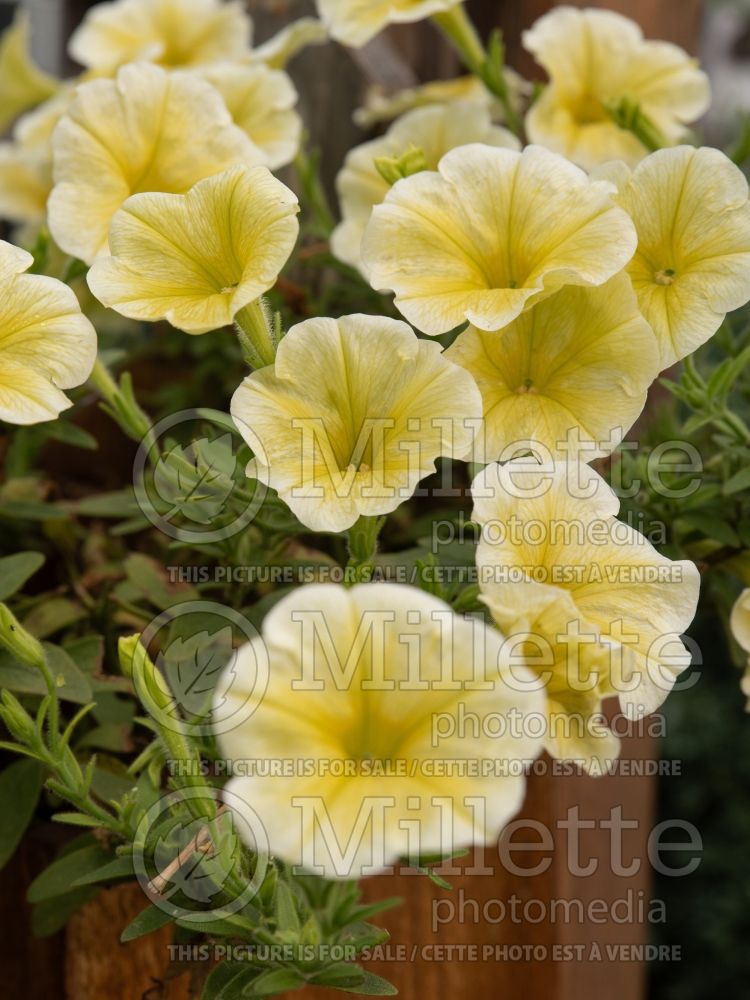 Petunia Headliner Yellow (Petunia) 2