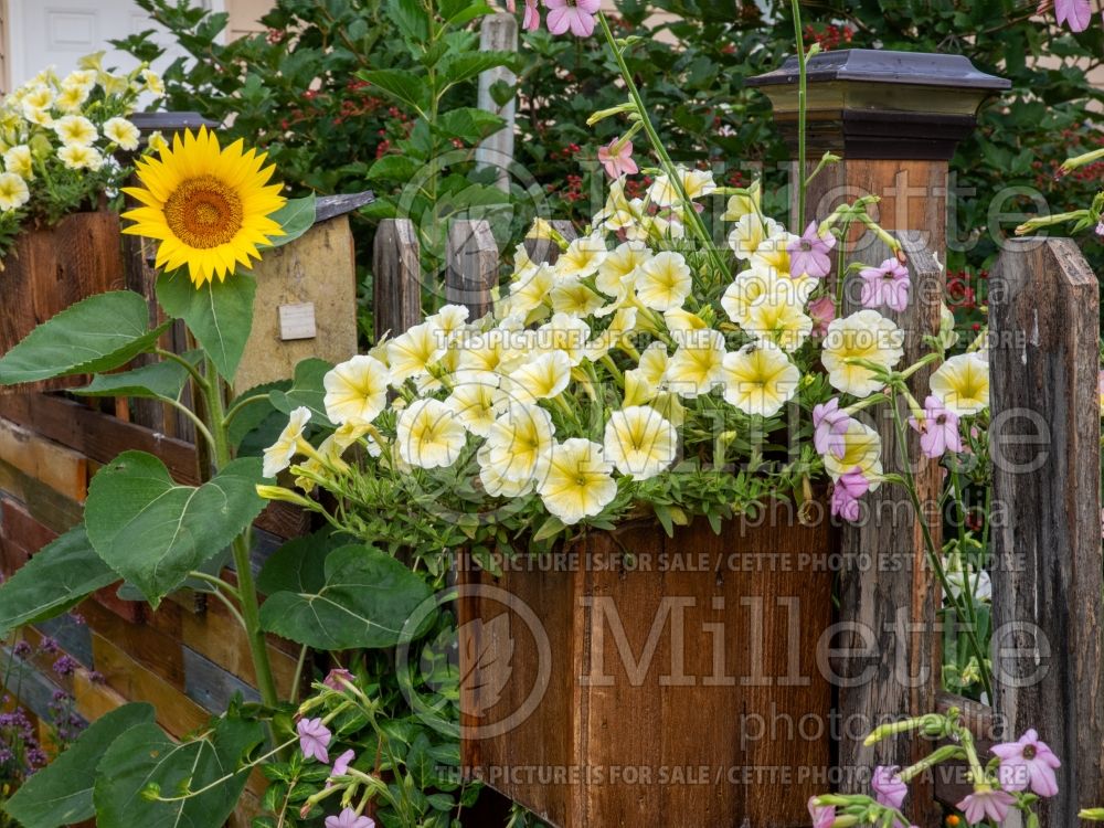 Petunia Headliner Yellow (Petunia) 3