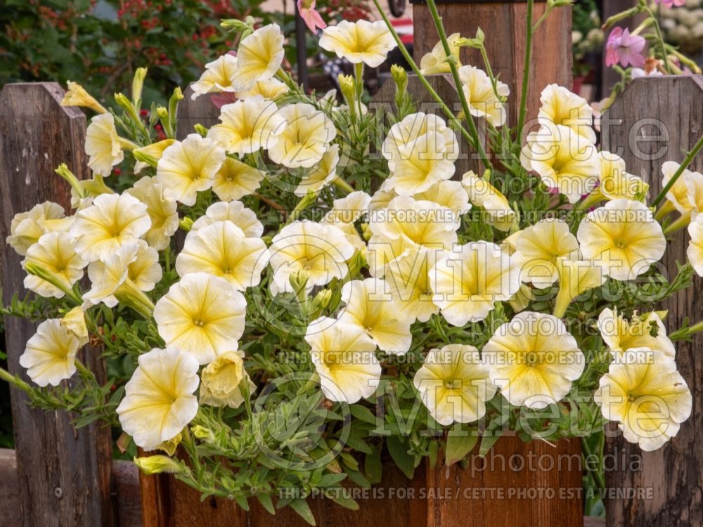 Petunia Headliner Yellow (Petunia) 1