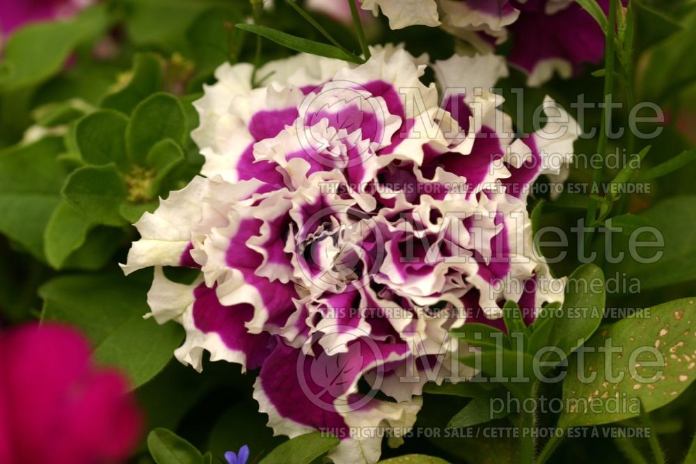 Petunia Purple Pirouette (Petunia) 1