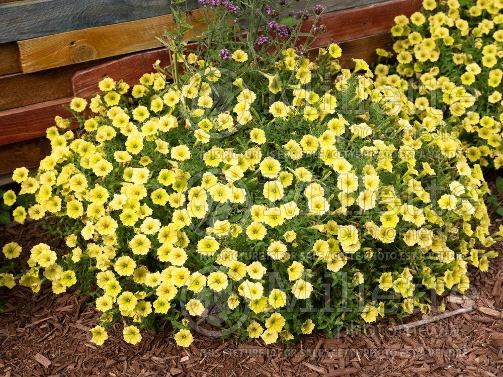 Petunia Supertunia Mini Vista Yellow (Petunia) 1