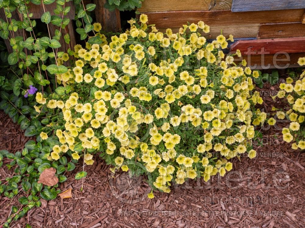 Petunia Supertunia Mini Vista Yellow (Petunia) 2