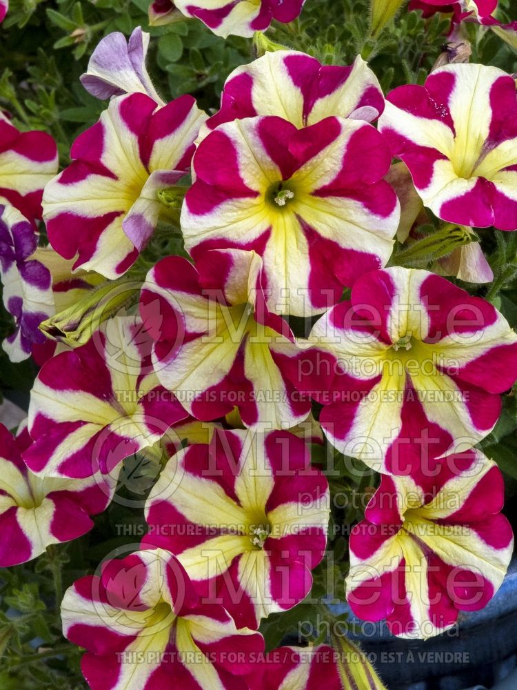 Petunia Amore Queen of Hearts (Petunia) 3