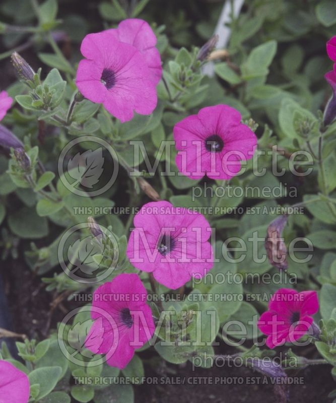 Petunia Avalanche Grape (Petunia) 1