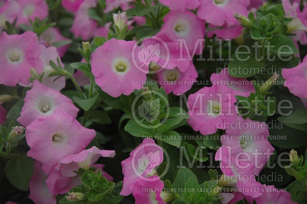 Petunia Avalanche Pink (Petunia) 1