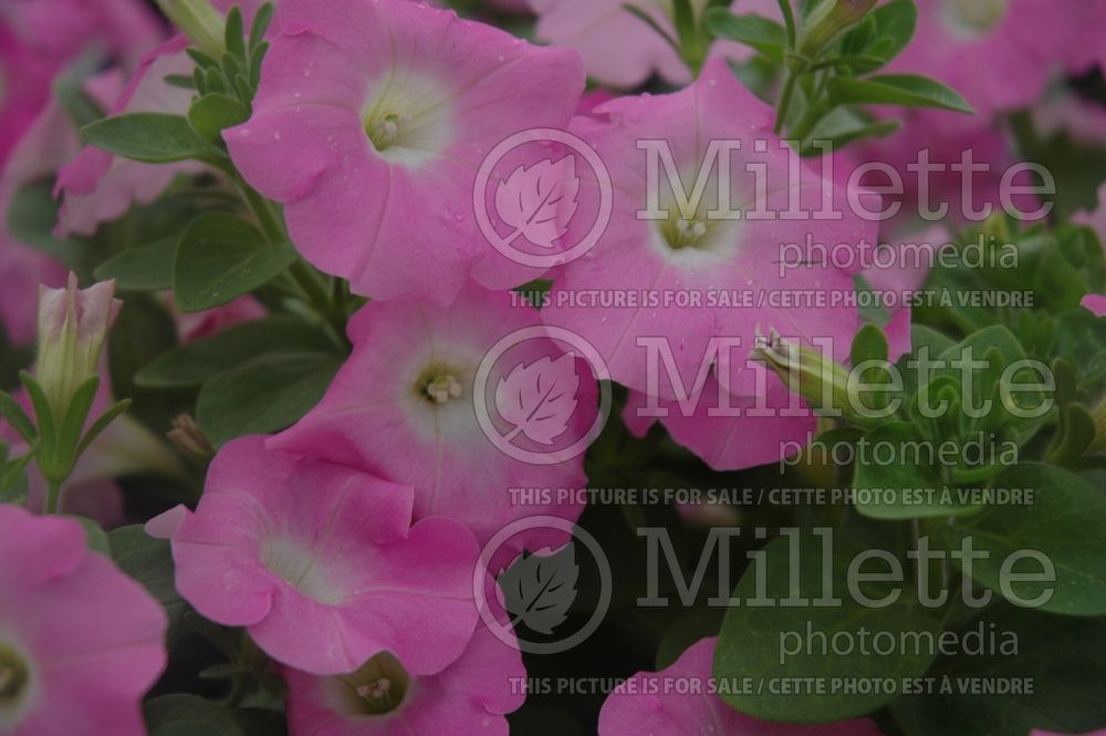 Petunia Avalanche Pink (Petunia) 2