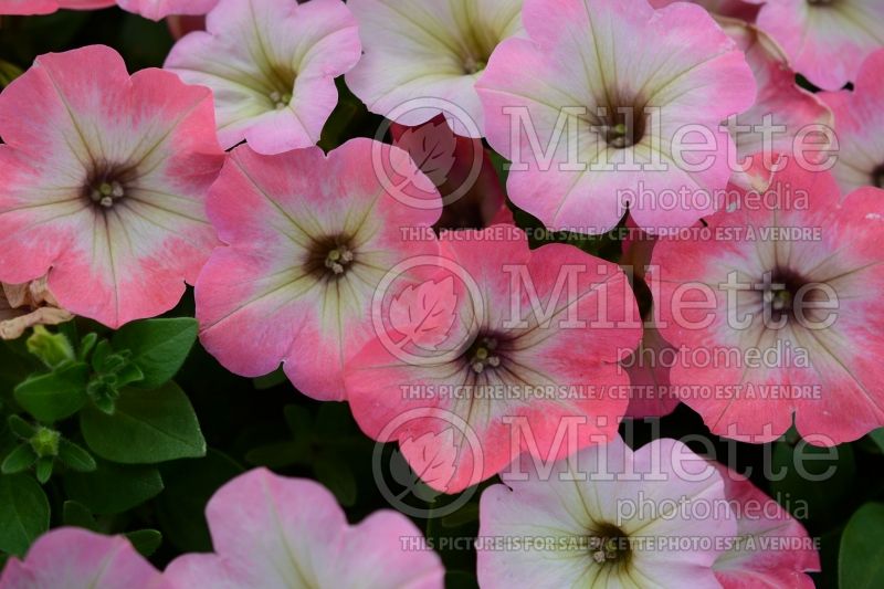 Petunia Big Deal Salmon Shimmer (Petunia)  1