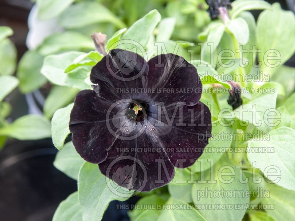 Petunia Black Velvet (Petunia)  2