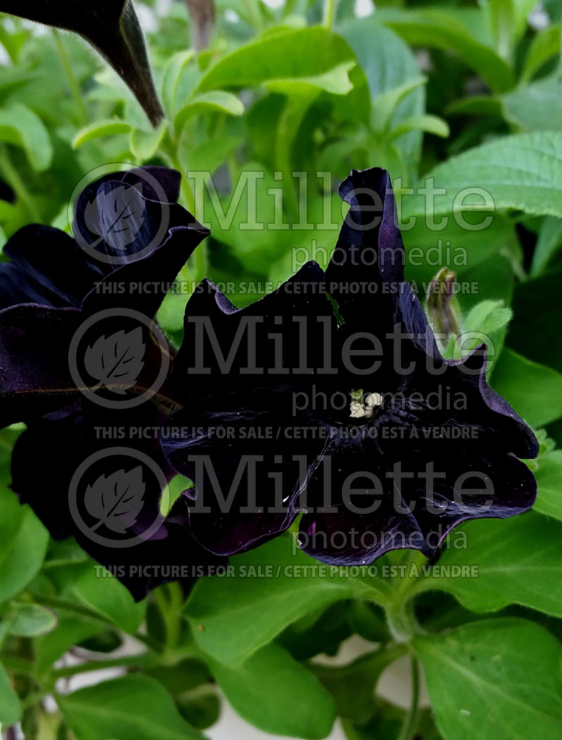 Petunia Black Velvet (Petunia)  1