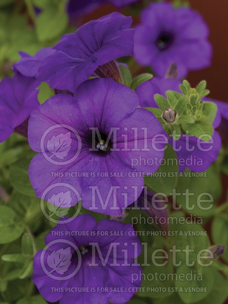 Petunia Wave Blue (Petunia) 1