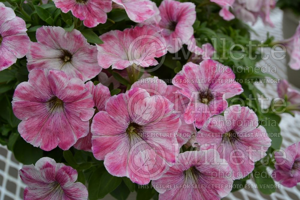 Petunia Boom Little Antique Pink (Petunia) 1