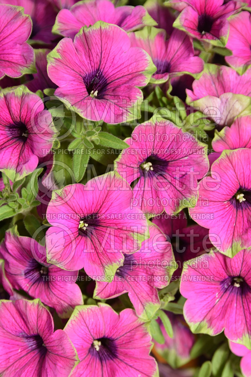 Petunia Cascadia Pitaya (Petunia) 2