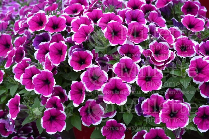 Petunia Cascadia Rim Cherry (Petunia) 1