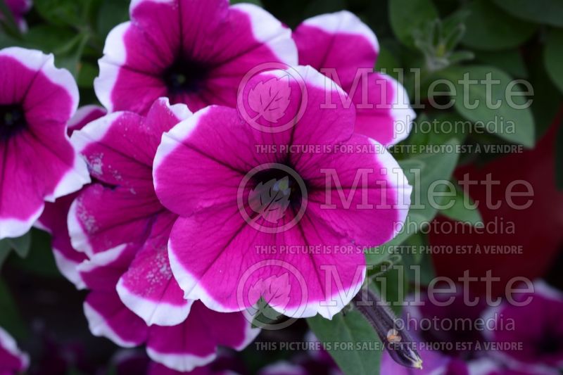 Petunia Cascadia Rim Cherry (Petunia) 2