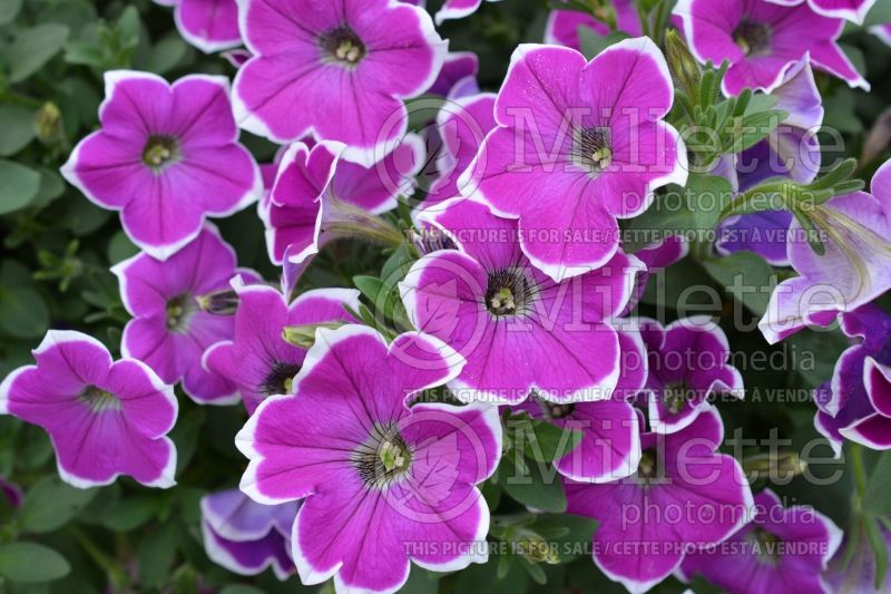 Petunia Cascadia Rim Fantasy (Petunia) 1