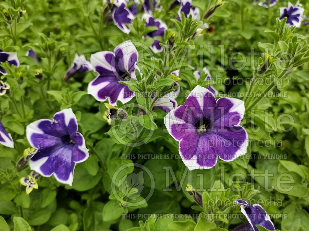 Petunia Cascadia Rim Violet (Petunia) 1