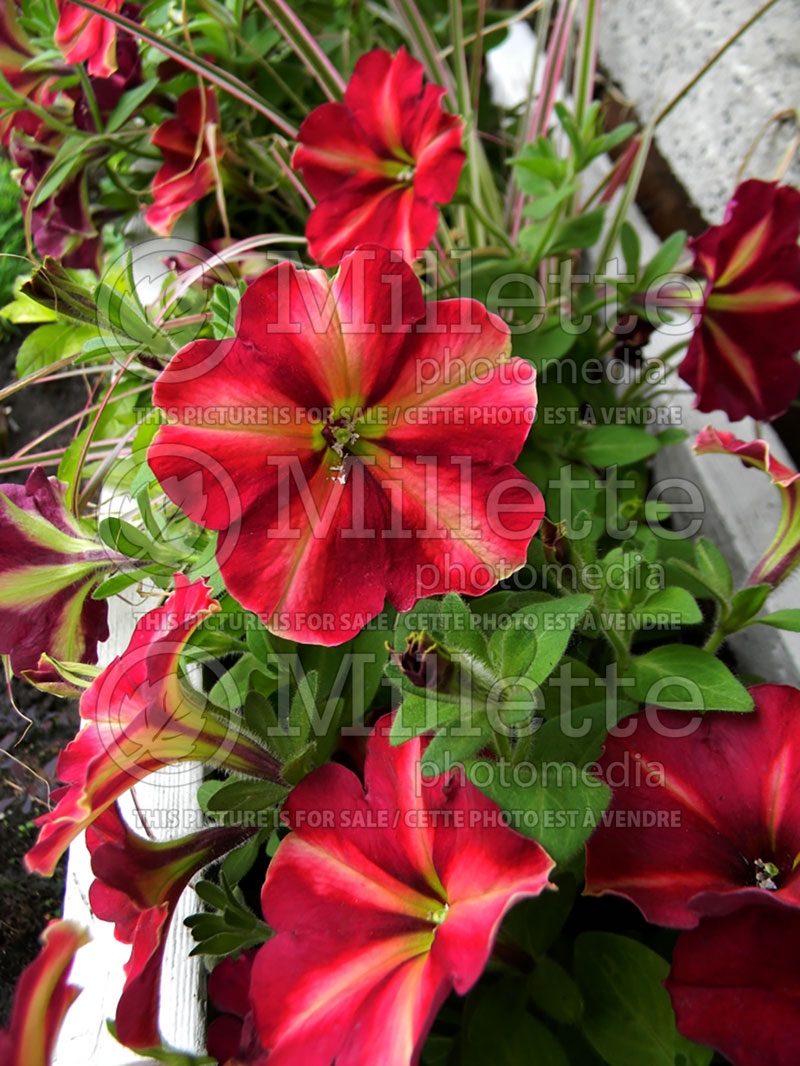 Petunia Cha-Ching Cherry (Petunia) 4 