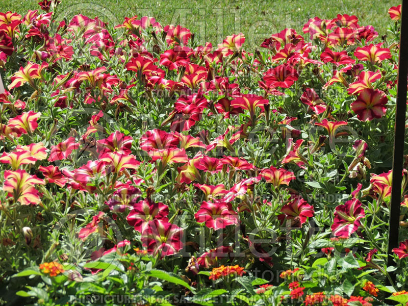 Petunia Cha-Ching Cherry (Petunia) 3 