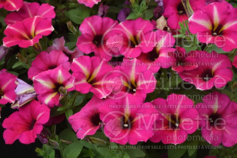 Petunia Crazytunia Amarena Cream (Petunia) 1