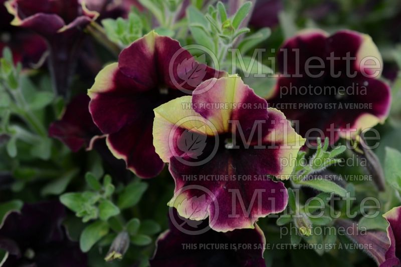 Petunia Crazytunia Blackberry Cheesecake (Petunia) 2