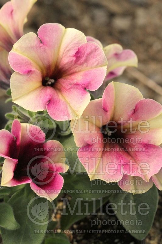 Petunia Crazytunia Blackberry Cheesecake (Petunia) 1