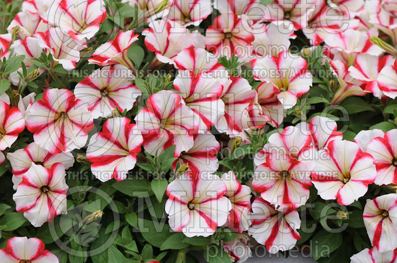 Petunia Crazytunia Cherry Cheesecake (Petunia) 1