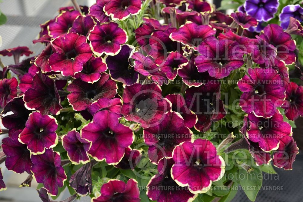 Petunia Crazytunia Good Night Kisses (Petunia) 1