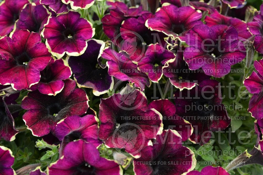 Petunia Crazytunia Good Night Kisses (Petunia) 2