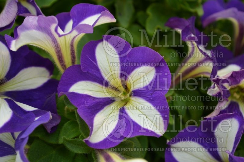 Petunia Crazytunia Lucky Lilac (Petunia) 3