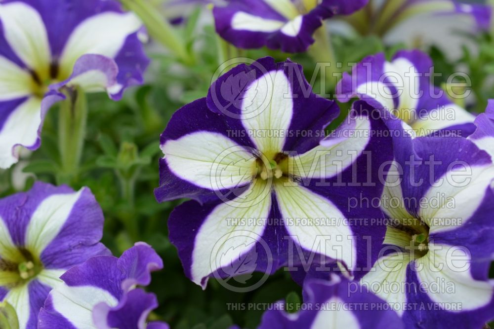 Petunia Crazytunia Lucky Lilac (Petunia) 2