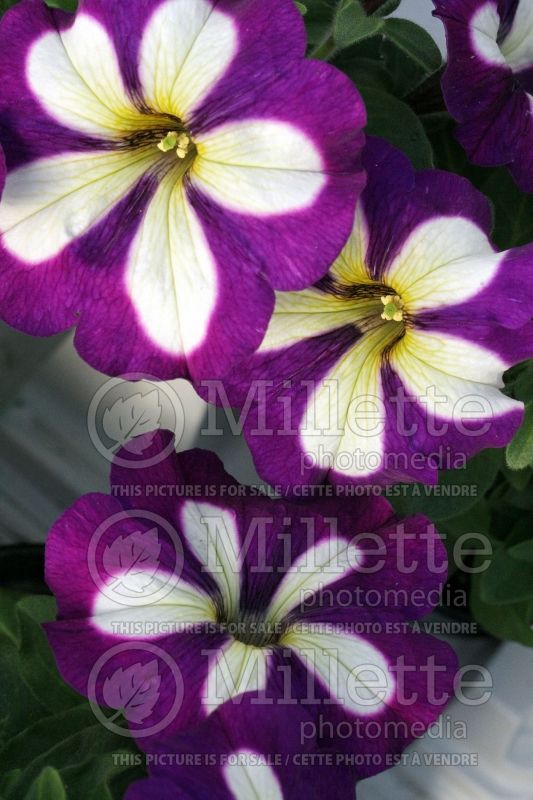 Petunia Crazytunia Lucky Lilac (Petunia) 1