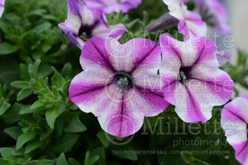 Petunia Crazytunia Maniac Lily (Petunia) 1