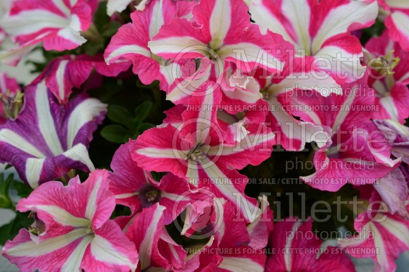 Petunia Crazytunia Pink Frills (Petunia) 1