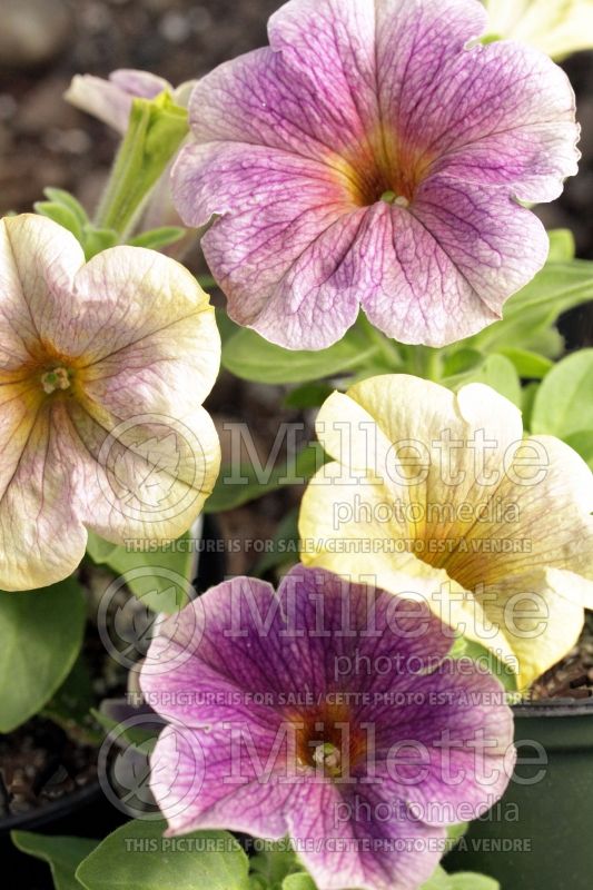 Petunia Crazytunia Stonewashed (Petunia) 1