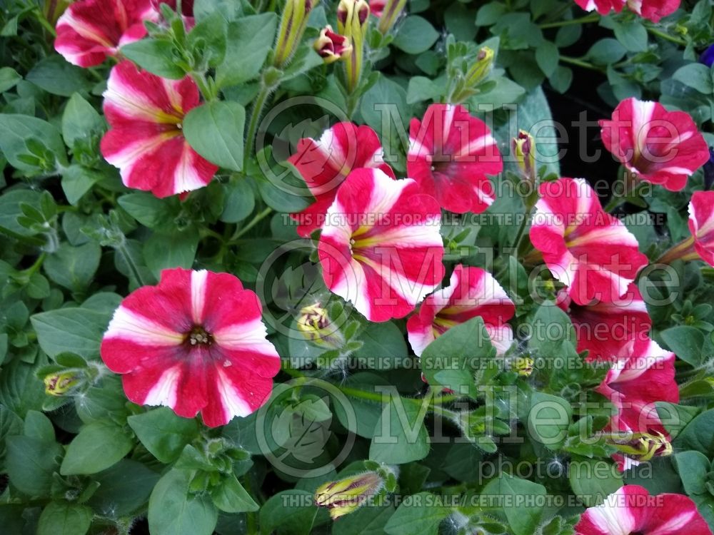 Petunia Designer Red Star (Petunia) 1