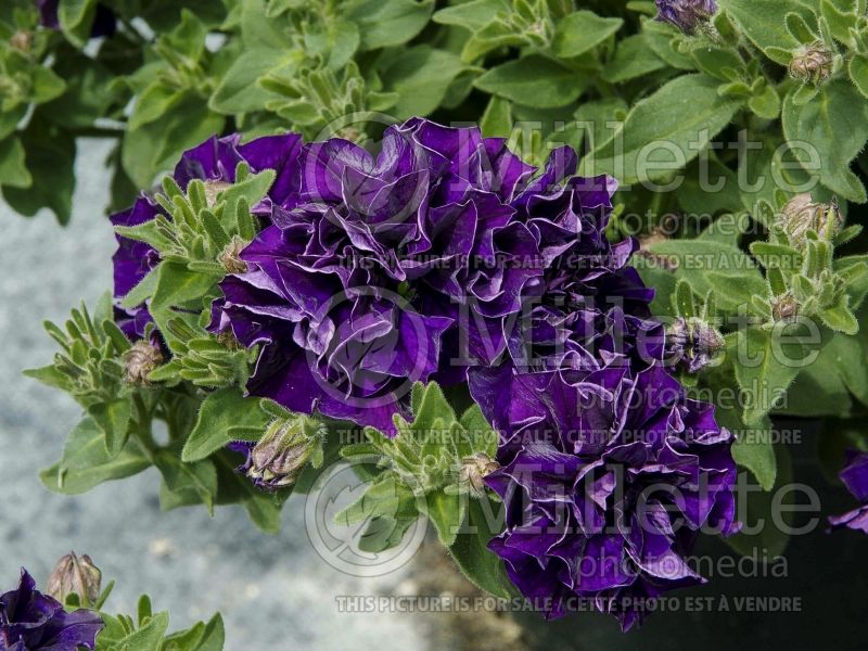 Petunia Double Wave Blue Velvet (Petunia)  1