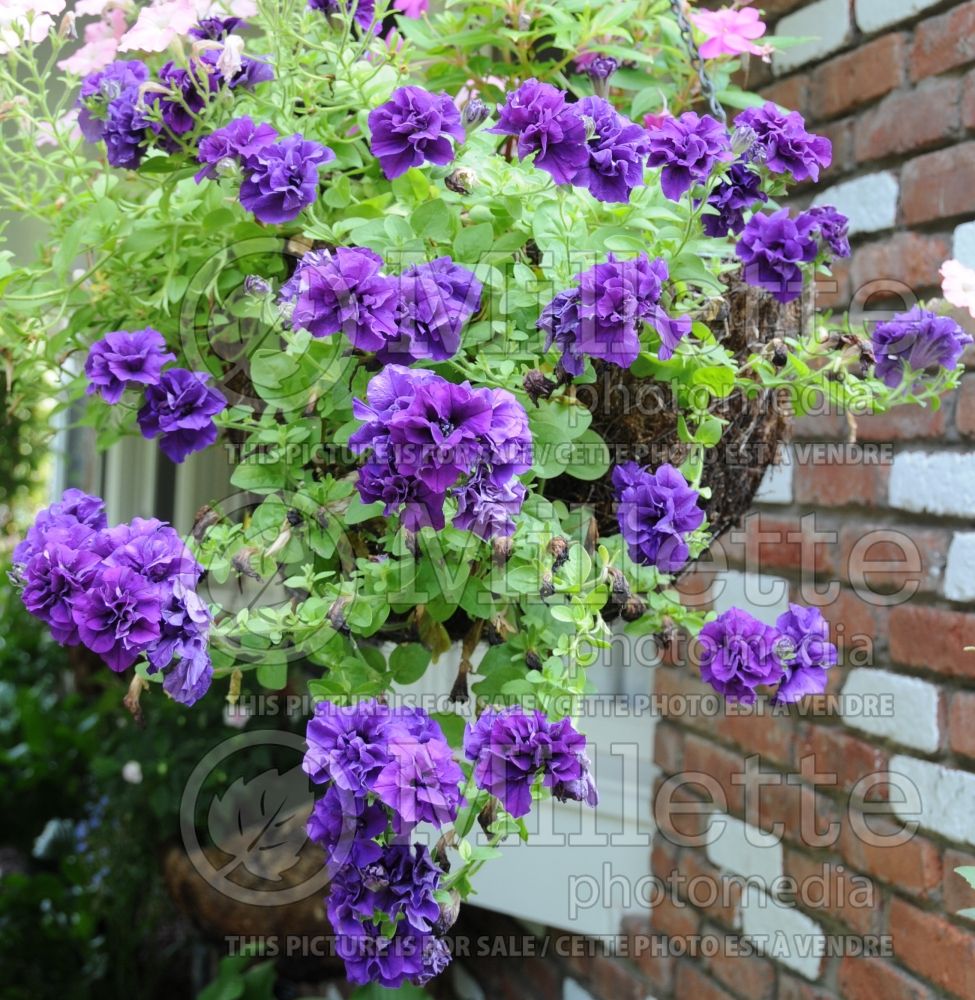 Petunia Double Wave (Petunia) 1