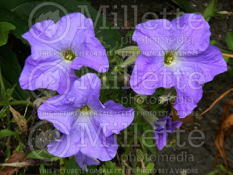 Petunia Dream Waterfall (Petunia) 2