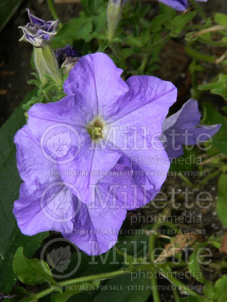 Petunia Dream Waterfall (Petunia) 1