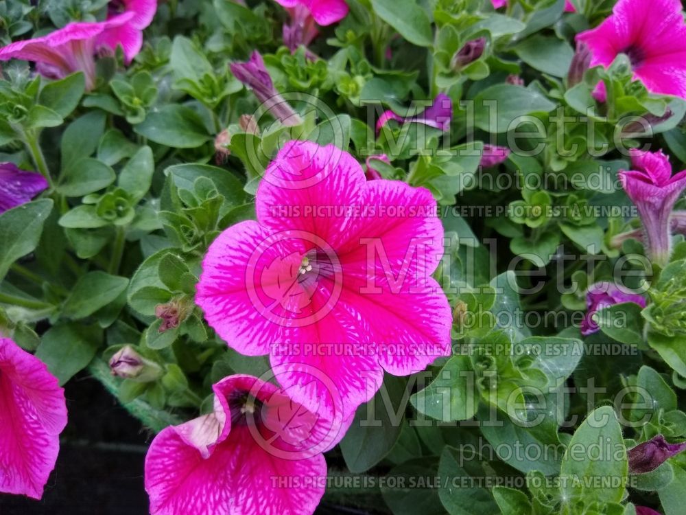 Petunia Fanfare Hot Rose (Petunia) 1
